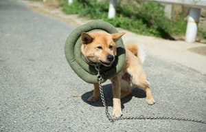 狗狗沒有家電影劇照10