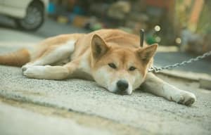 狗狗沒有家電影劇照11