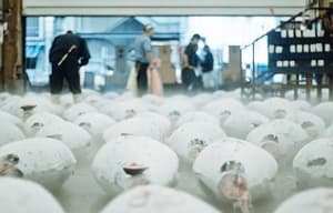 潮拜築地：魚味無窮電影劇照2