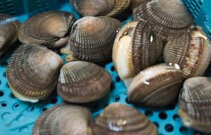 潮拜築地：魚味無窮電影劇照4