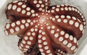 潮拜築地：魚味無窮電影劇照11