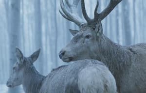 夢鹿情緣電影劇照4