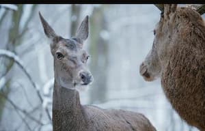 夢鹿情緣電影劇照5