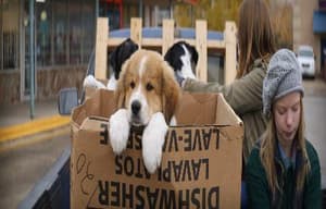 再見亦是狗朋友電影劇照5