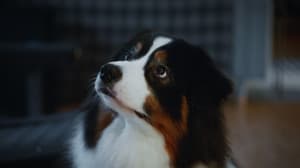 如果主子會説話電影劇照39