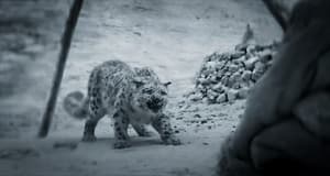 雪豹電影劇照17