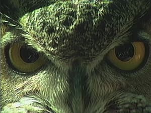 草間彌生80年代的東京圈子 (M+ Cinema Programmes)電影劇照3