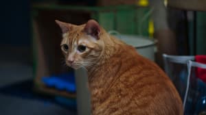 如果主子會説話電影劇照43