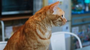 如果主子會説話電影劇照24