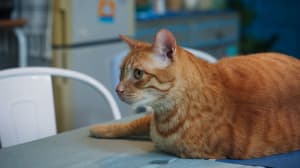 如果主子會説話電影劇照19