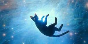 𝗺𝟲 𝘀𝗰𝗿𝗲𝗲𝗻𝗶𝗻𝗴 𝟯𝟬 ➤ 《貓貓的奇幻漂流》貓奴集結特別場電影劇照8