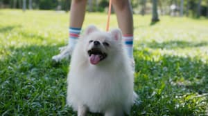 如果主子會説話電影劇照12