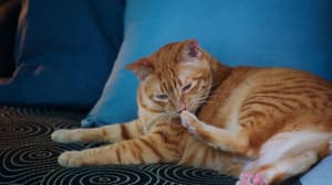 如果主子會説話電影劇照44