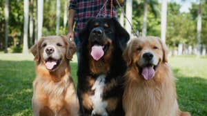 如果主子會説話電影劇照15