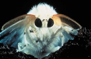 點蟲蟲 (M+ Cinema Programmes)電影劇照3