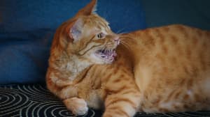 如果主子會説話電影劇照36