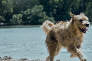 鐵人狗狗電影劇照12