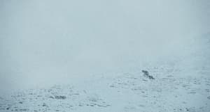 雪豹電影劇照27