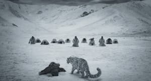 雪豹電影劇照23