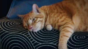 如果主子會説話電影劇照35