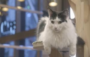 貓之Café電影劇照13