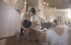 貓之Café電影劇照4