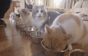 貓之Café電影劇照5