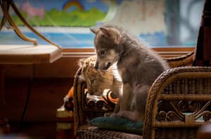 小獅與灰狼的夢想日記電影劇照5