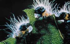 點蟲蟲 (M+ Cinema Programmes)電影劇照2