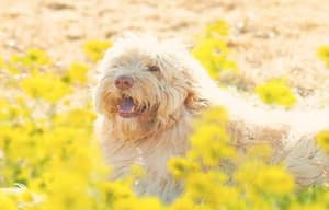 旅貓日記電影劇照7