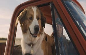 再見亦是狗朋友2電影劇照3