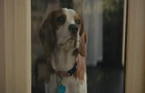 再見亦是狗朋友2電影劇照13