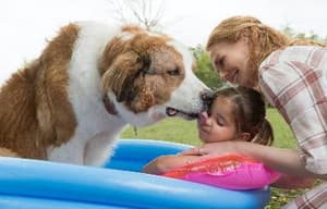 再見亦是狗朋友2電影劇照5