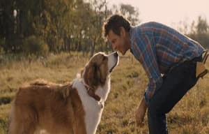 再見亦是狗朋友2電影劇照7