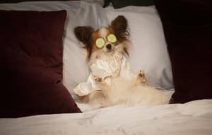 出Show狗仔隊電影劇照4