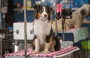 出Show狗仔隊電影劇照5