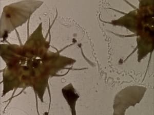 神奇生物宇宙 (M+ Cinema Programmes)電影劇照2