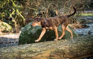 貝拉400哩的約定電影劇照2