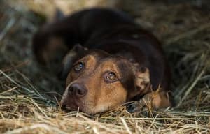 貝拉400哩的約定電影劇照9