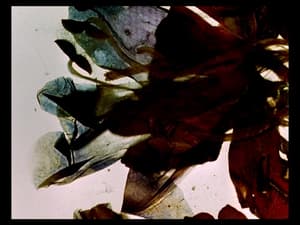 神奇生物宇宙 (M+ Cinema Programmes)電影劇照3