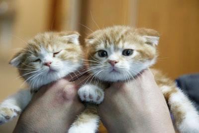 心動奇蹟：咪咪知音電影劇照1