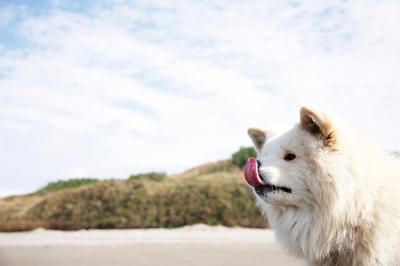 鬆毛犬小威電影劇照1