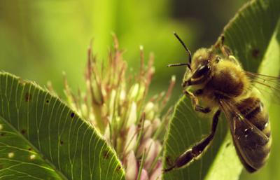 沒有蜜蜂的日子電影劇照1