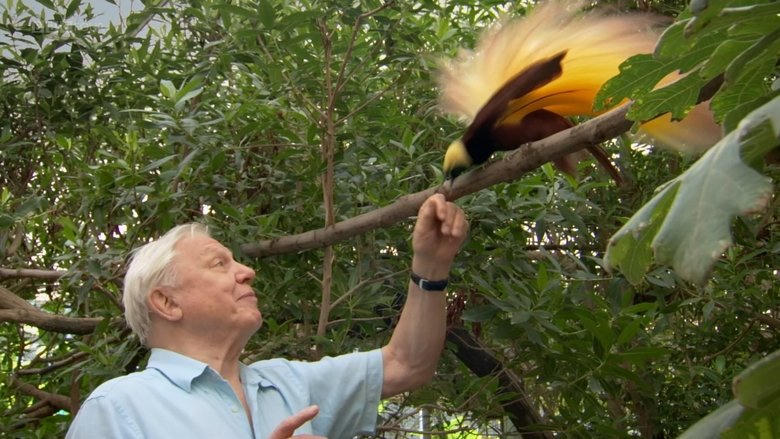 Attenborough's Paradise Birds電影劇照1