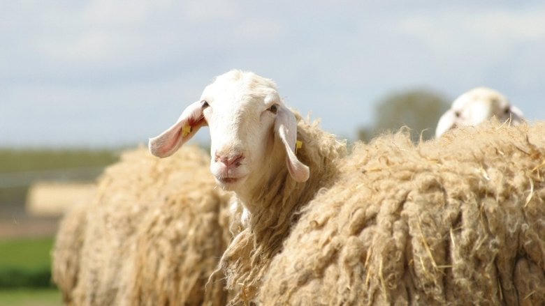 Sweetgrass電影劇照1