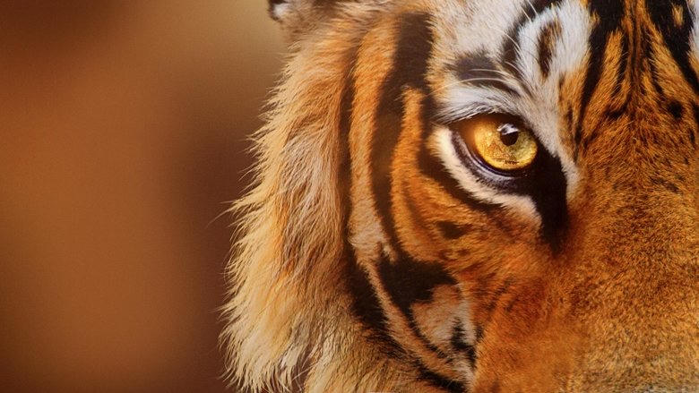 老虎崛起電影劇照1