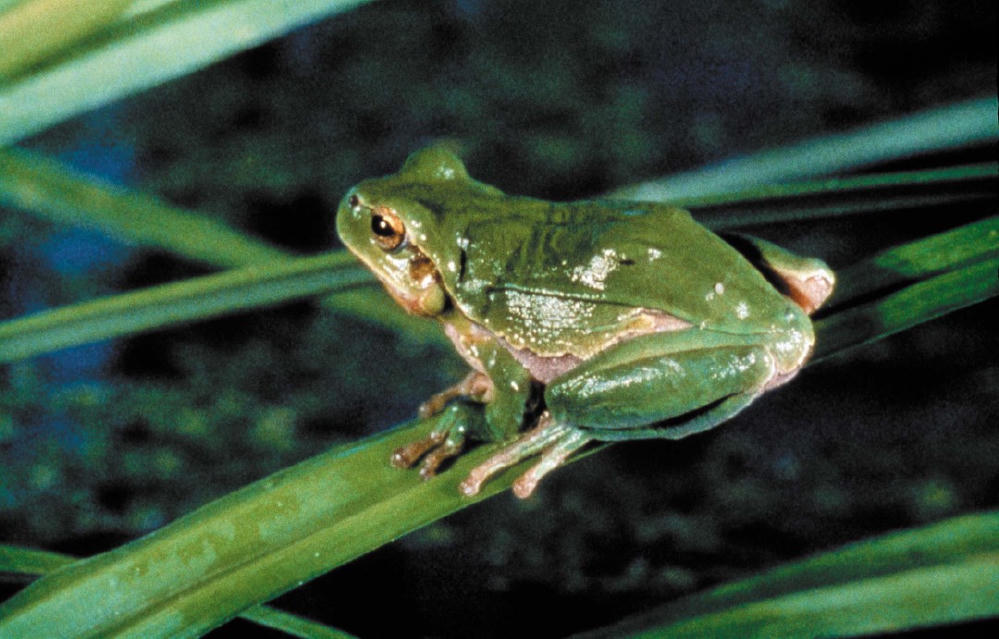 點蟲蟲 (M+ Cinema Programmes)電影劇照1