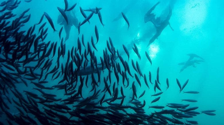 IMAX - 海洋世界 3D電影劇照1