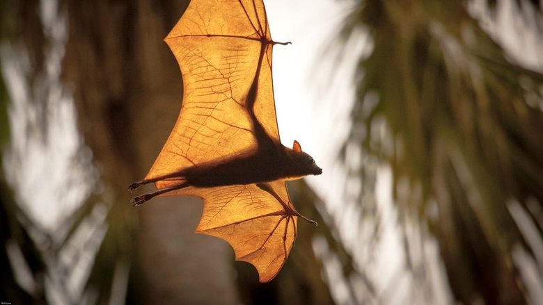 Wonders of the Monsoon電影劇照1