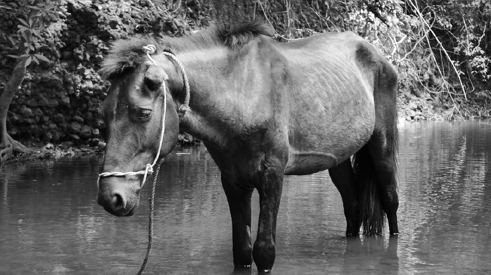 人畜之別(HKAFF 2020)電影劇照1